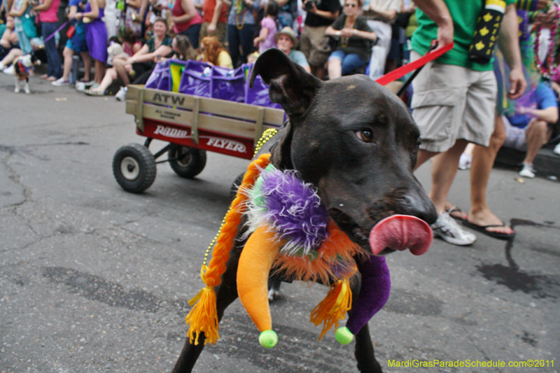 Mystic-Krewe-of-Barkus-JR-2011-0168