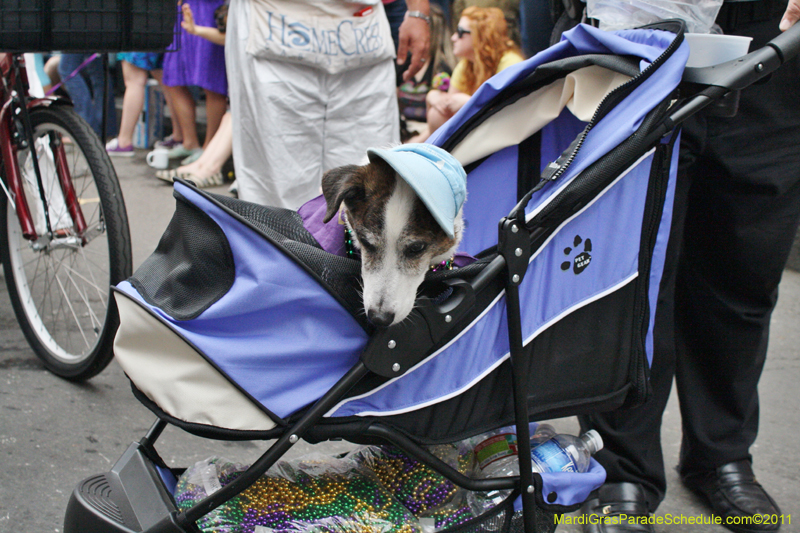 Mystic-Krewe-of-Barkus-JR-2011-0170