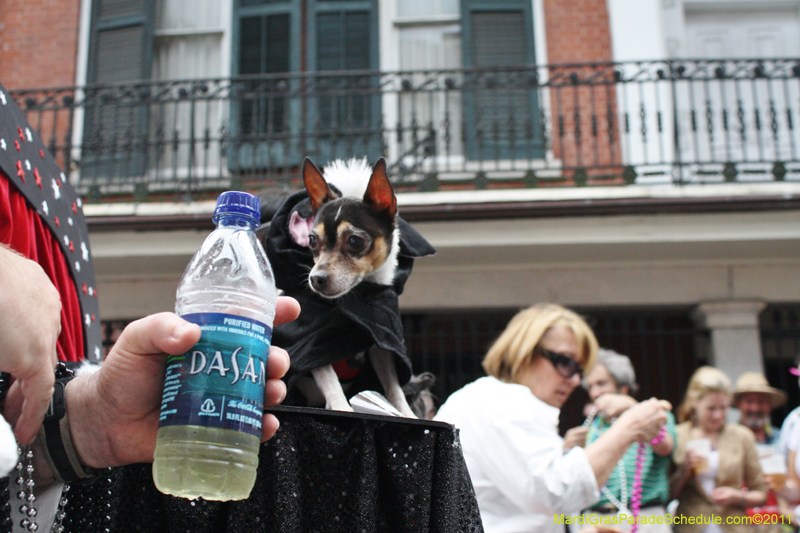 Mystic-Krewe-of-Barkus-JR-2011-0176