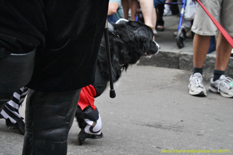 Mystic-Krewe-of-Barkus-JR-2011-0180