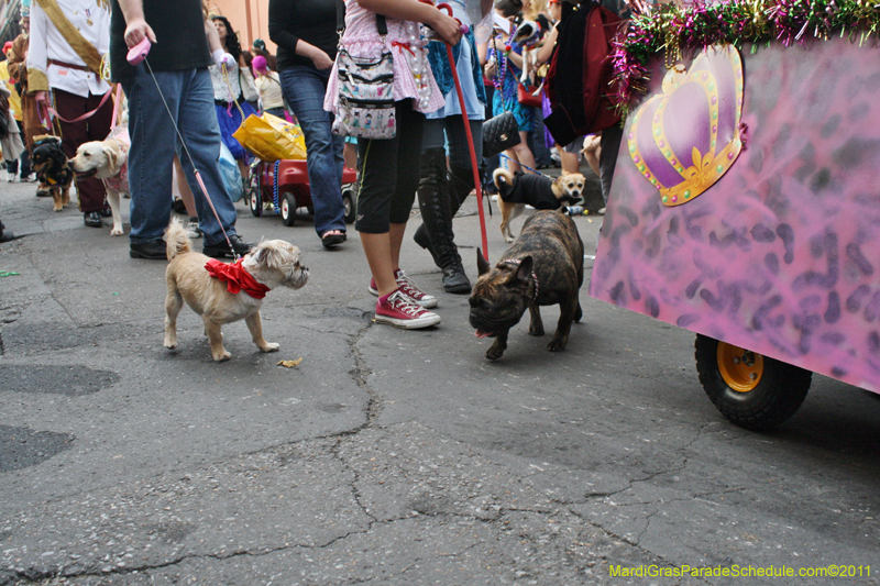 Mystic-Krewe-of-Barkus-JR-2011-0217