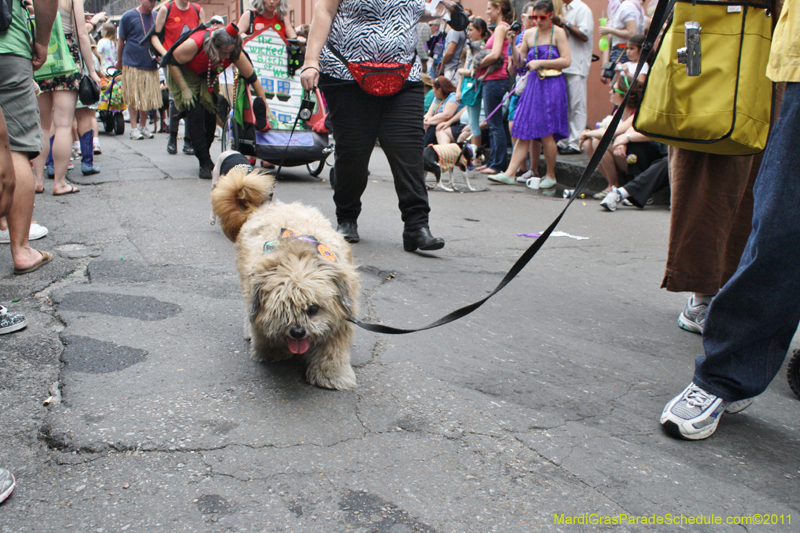 Mystic-Krewe-of-Barkus-JR-2011-0223