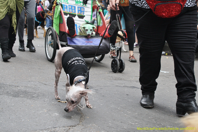 Mystic-Krewe-of-Barkus-JR-2011-0224