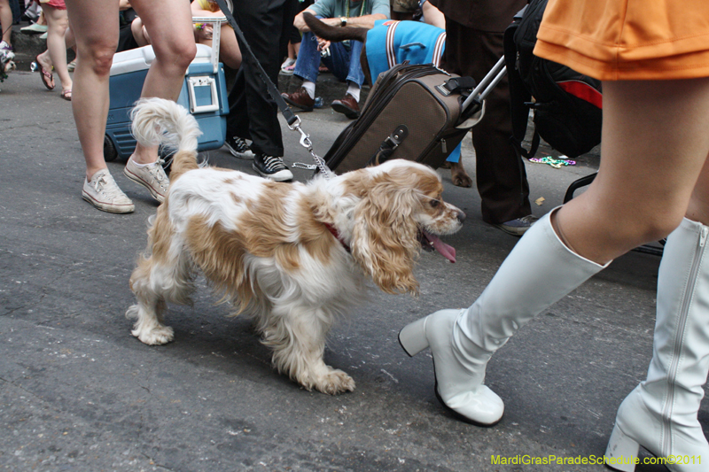 Mystic-Krewe-of-Barkus-JR-2011-0236