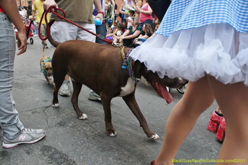 Mystic-Krewe-of-Barkus-JR-2011-0253