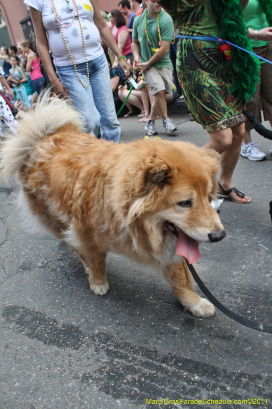 Mystic-Krewe-of-Barkus-JR-2011-0262