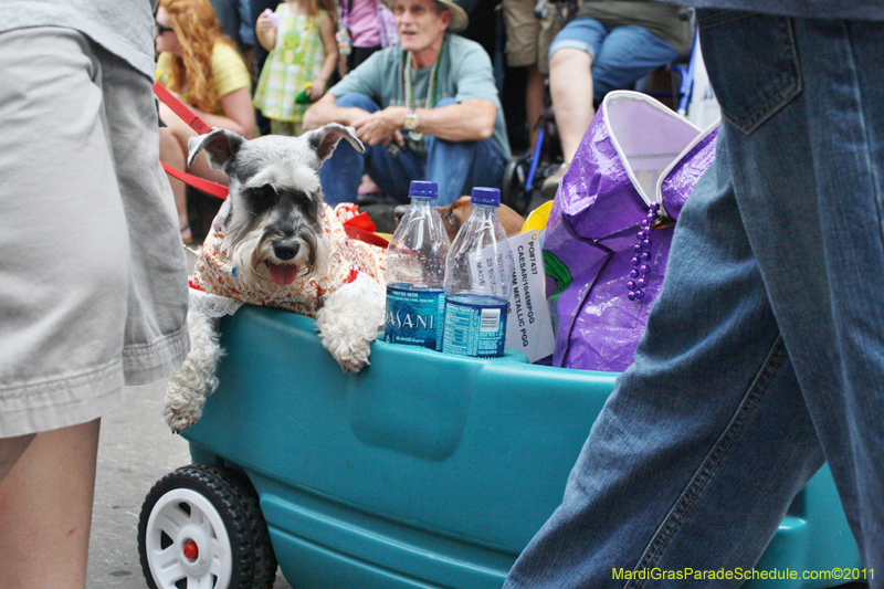 Mystic-Krewe-of-Barkus-JR-2011-0277