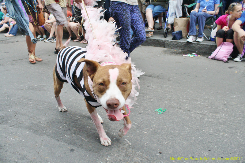 Mystic-Krewe-of-Barkus-JR-2011-0281