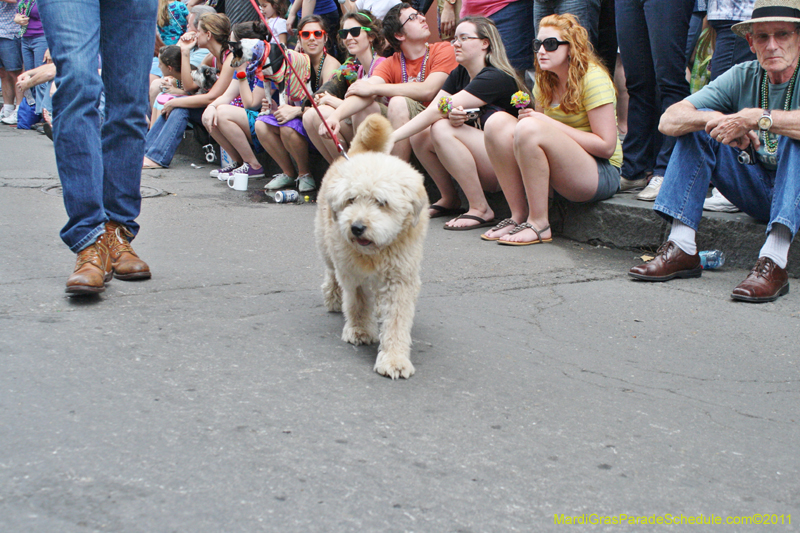 Mystic-Krewe-of-Barkus-JR-2011-0282