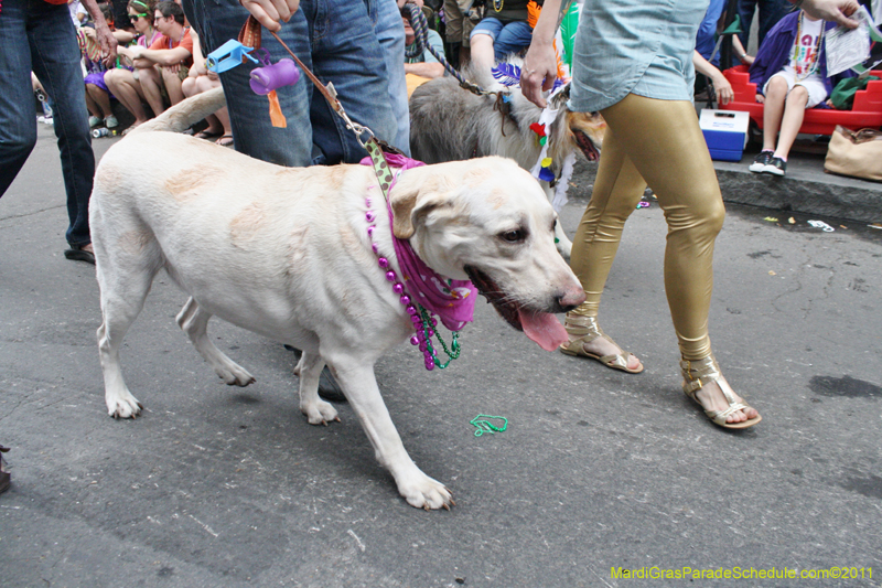 Mystic-Krewe-of-Barkus-JR-2011-0284