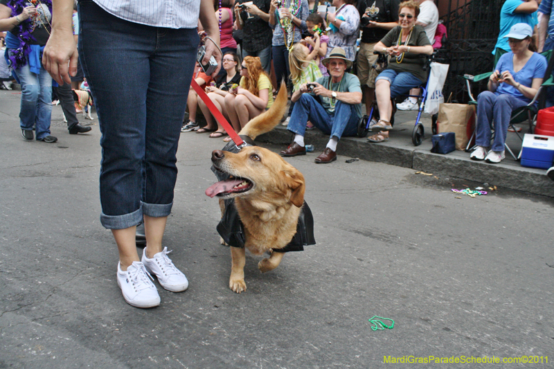 Mystic-Krewe-of-Barkus-JR-2011-0293