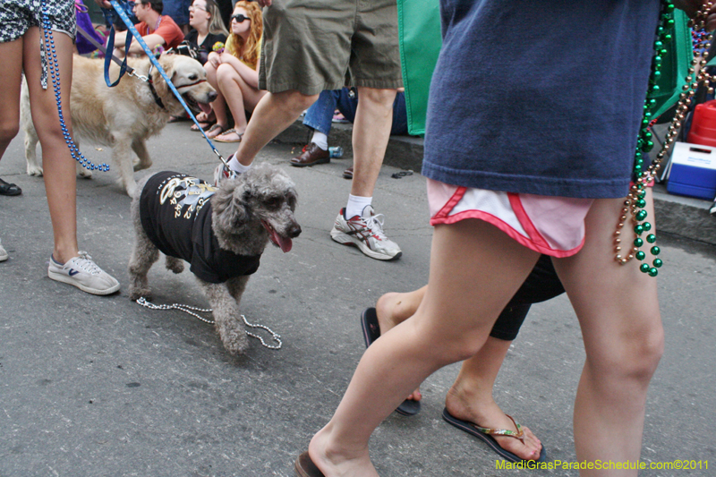 Mystic-Krewe-of-Barkus-JR-2011-0304