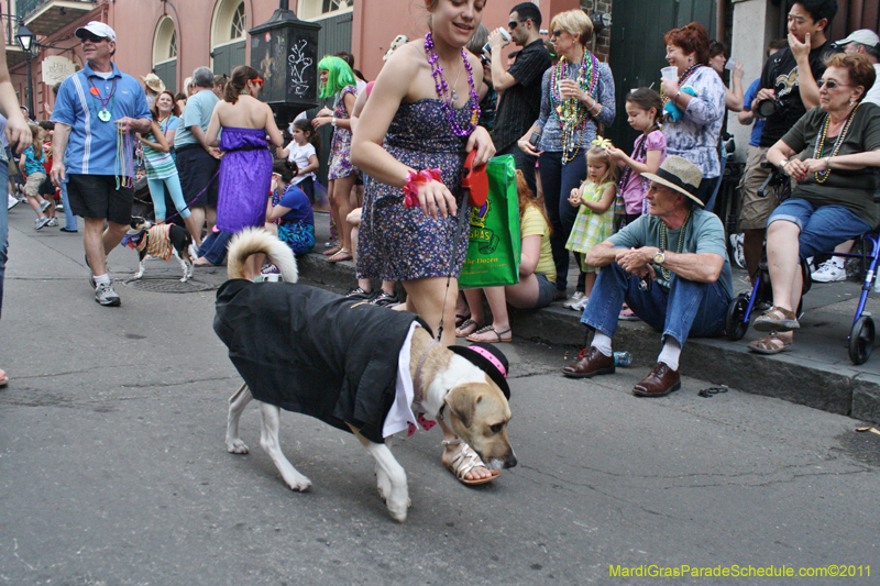 Mystic-Krewe-of-Barkus-JR-2011-0306