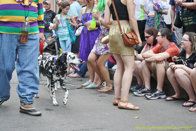 Mystic-Krewe-of-Barkus-JR-2011-0311