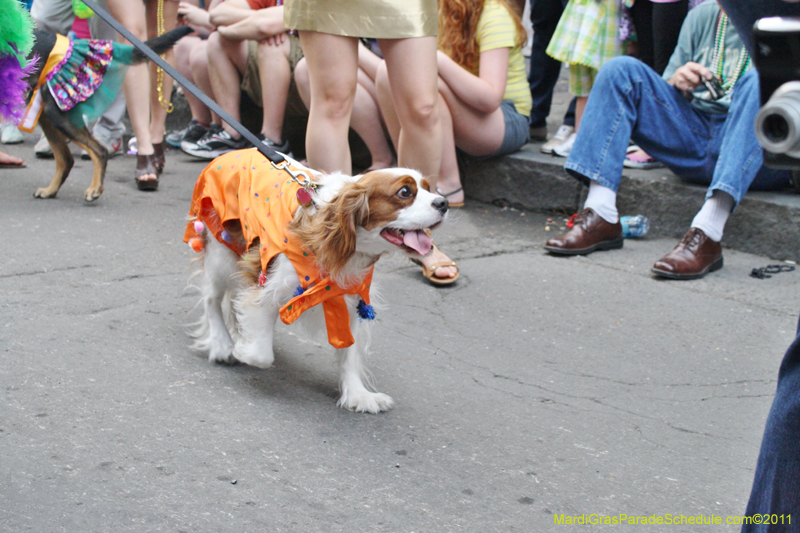 Mystic-Krewe-of-Barkus-JR-2011-0312