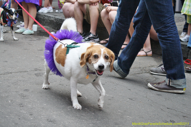 Mystic-Krewe-of-Barkus-JR-2011-0315