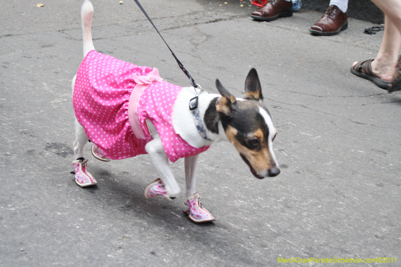 Mystic-Krewe-of-Barkus-JR-2011-0316