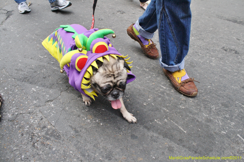 Mystic-Krewe-of-Barkus-JR-2011-0319