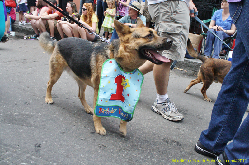 Mystic-Krewe-of-Barkus-JR-2011-0320