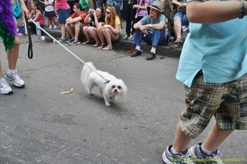 Mystic-Krewe-of-Barkus-JR-2011-0328