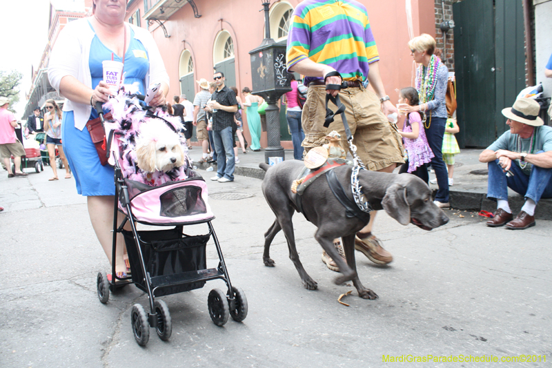 Mystic-Krewe-of-Barkus-JR-2011-0340