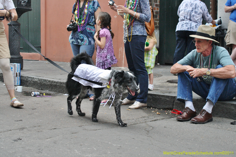 Mystic-Krewe-of-Barkus-JR-2011-0342