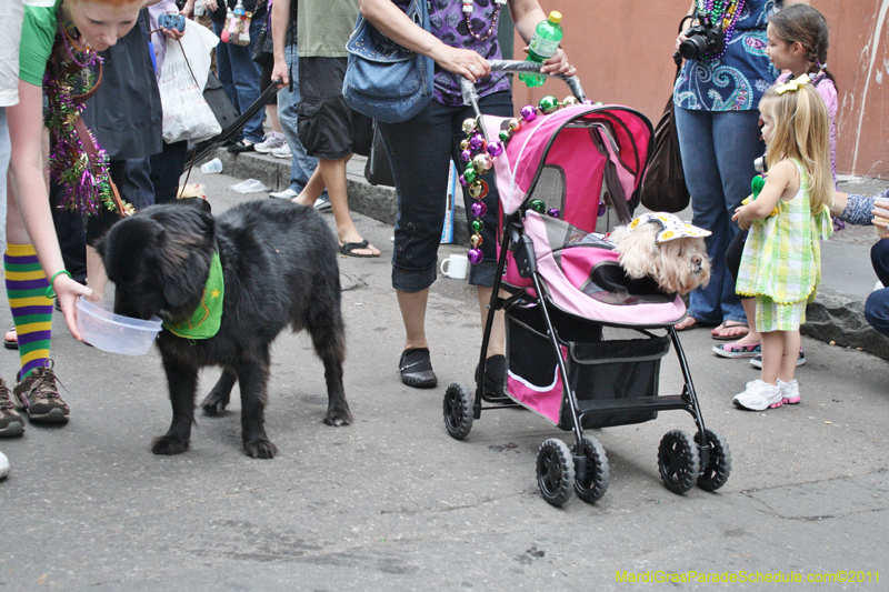 Mystic-Krewe-of-Barkus-JR-2011-0348