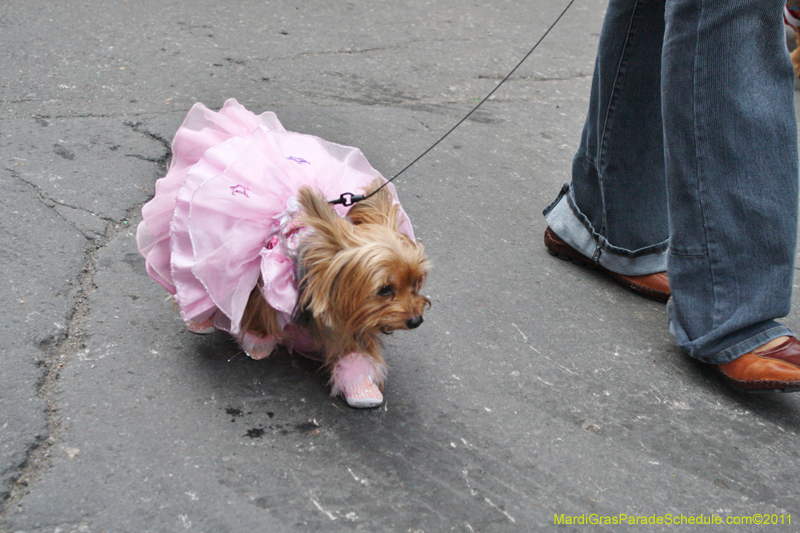 Mystic-Krewe-of-Barkus-JR-2011-0356