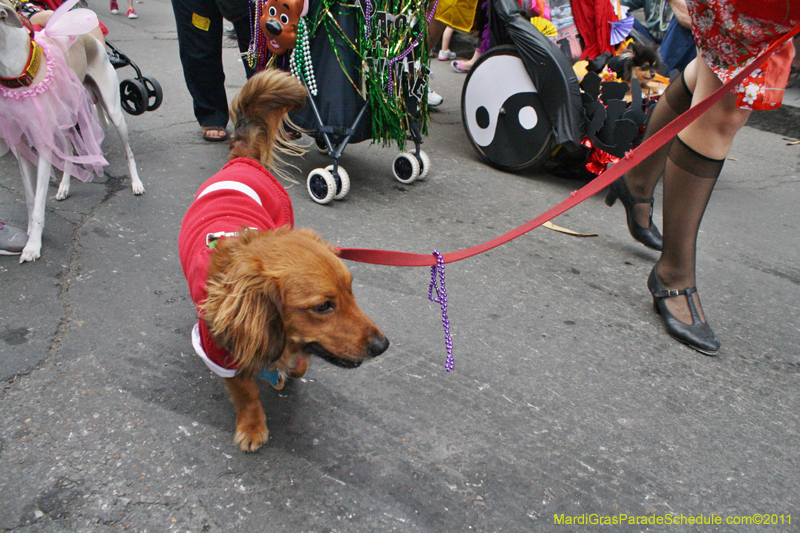 Mystic-Krewe-of-Barkus-JR-2011-0358