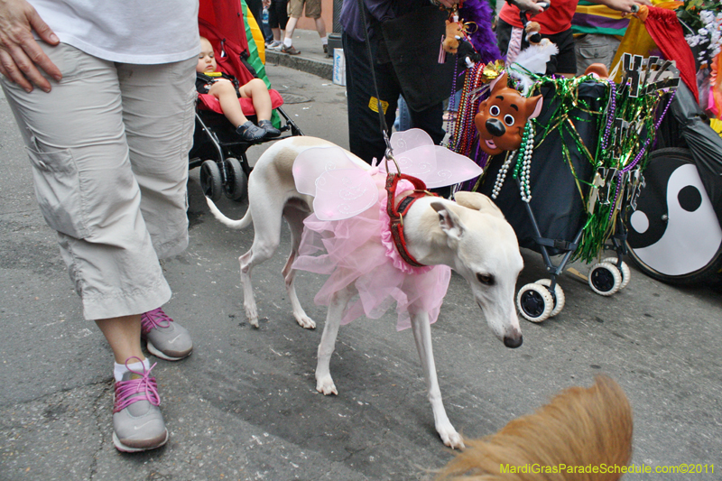 Mystic-Krewe-of-Barkus-JR-2011-0359