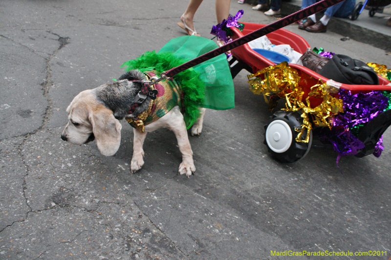 Mystic-Krewe-of-Barkus-JR-2011-0362