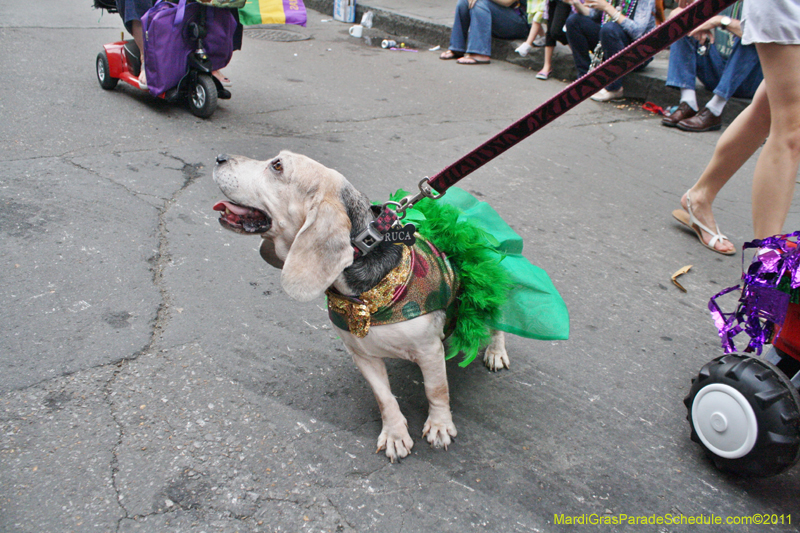 Mystic-Krewe-of-Barkus-JR-2011-0363