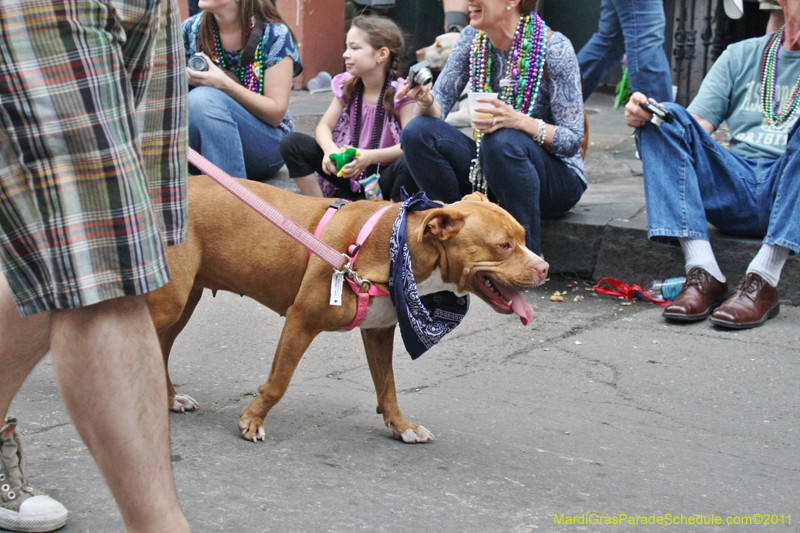 Mystic-Krewe-of-Barkus-JR-2011-0380