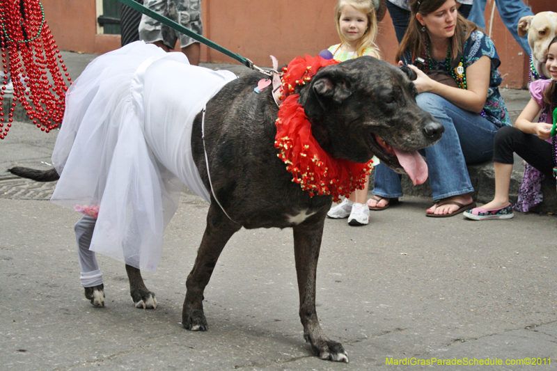 Mystic-Krewe-of-Barkus-JR-2011-0388