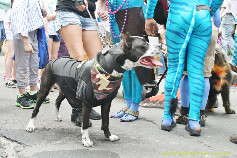 Mystic-Krewe-of-Barkus-JR-2011-0407