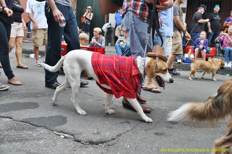 Mystic-Krewe-of-Barkus-JR-2011-0420