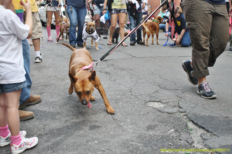 Mystic-Krewe-of-Barkus-JR-2011-0437