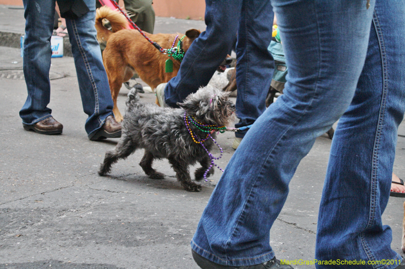 Mystic-Krewe-of-Barkus-JR-2011-0441