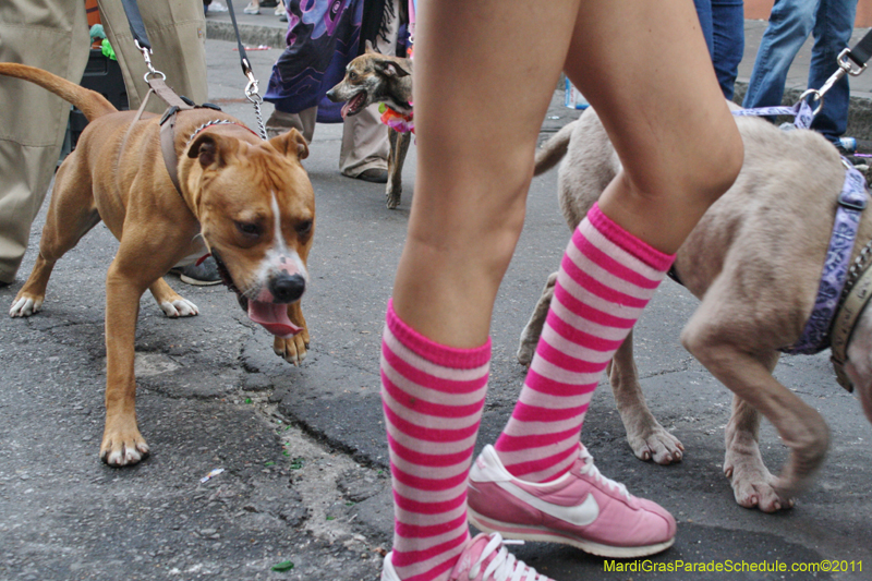 Mystic-Krewe-of-Barkus-JR-2011-0443