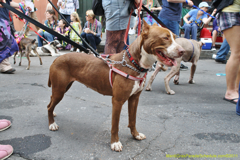 Mystic-Krewe-of-Barkus-JR-2011-0444