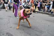 Mystic-Krewe-of-Barkus-JR-2011-0182