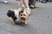 Mystic-Krewe-of-Barkus-JR-2011-0183