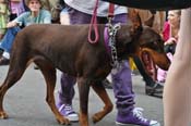 Mystic-Krewe-of-Barkus-JR-2011-0214