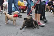 Mystic-Krewe-of-Barkus-JR-2011-0218