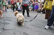 Mystic-Krewe-of-Barkus-JR-2011-0223