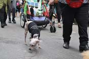 Mystic-Krewe-of-Barkus-JR-2011-0224