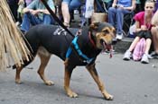 Mystic-Krewe-of-Barkus-JR-2011-0226