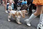 Mystic-Krewe-of-Barkus-JR-2011-0236