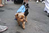 Mystic-Krewe-of-Barkus-JR-2011-0239