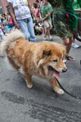 Mystic-Krewe-of-Barkus-JR-2011-0262